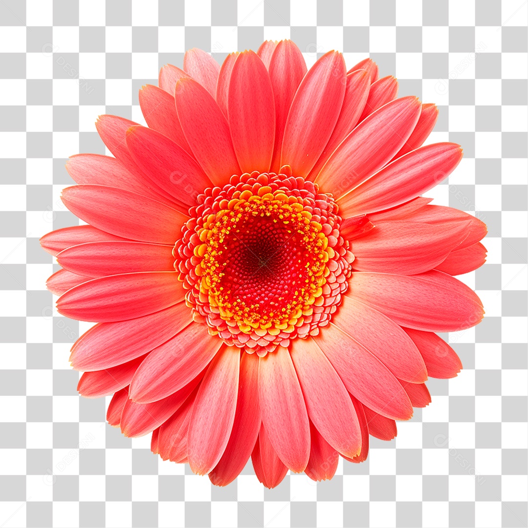 Flor PNG Transparente