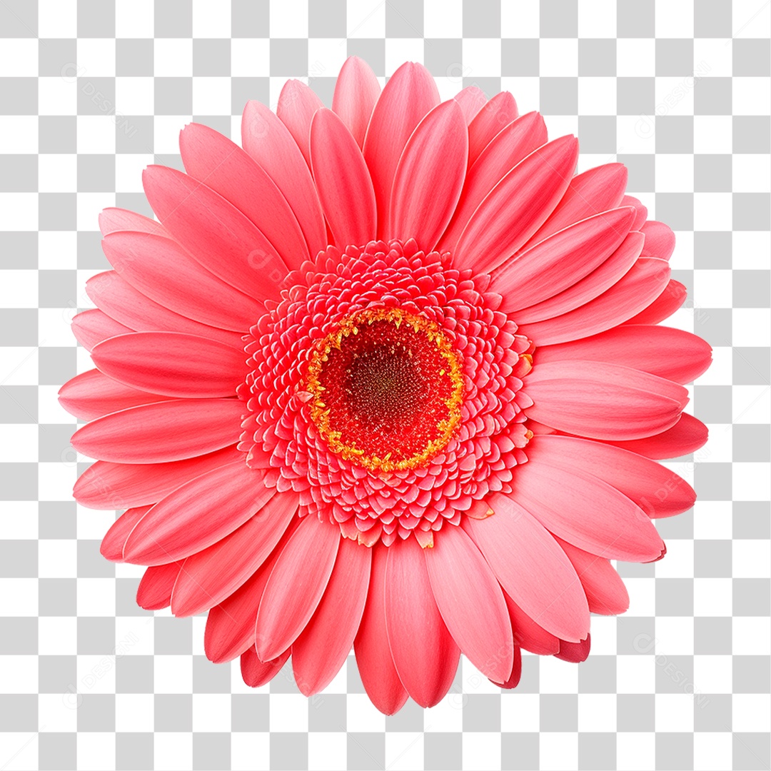 Flor de Jasmim PNG Transparente
