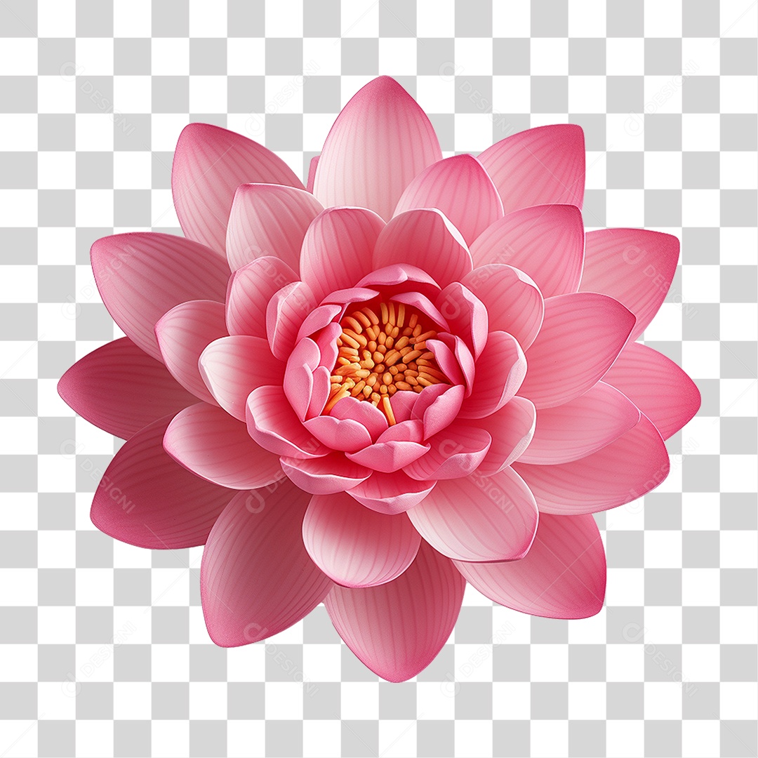 Flor de Lotus Rosa PNG Transparente