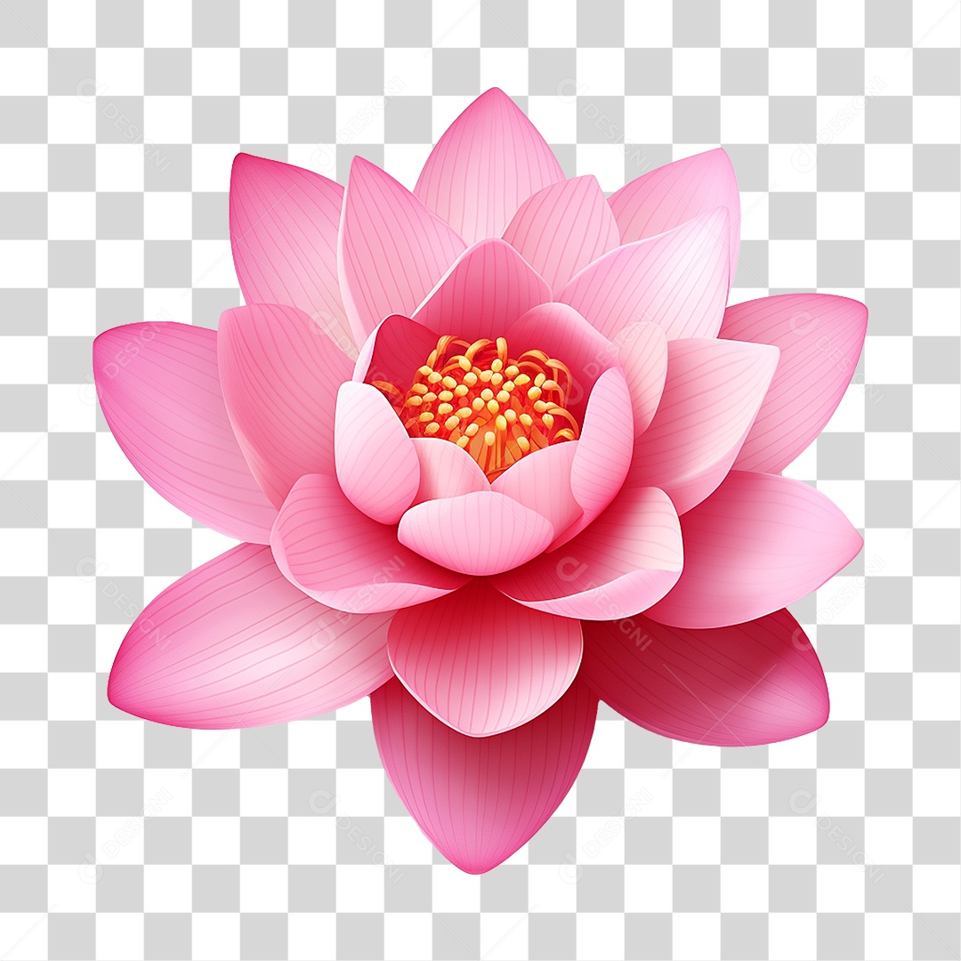 Flor de Lotus Rosa PNG Transparente