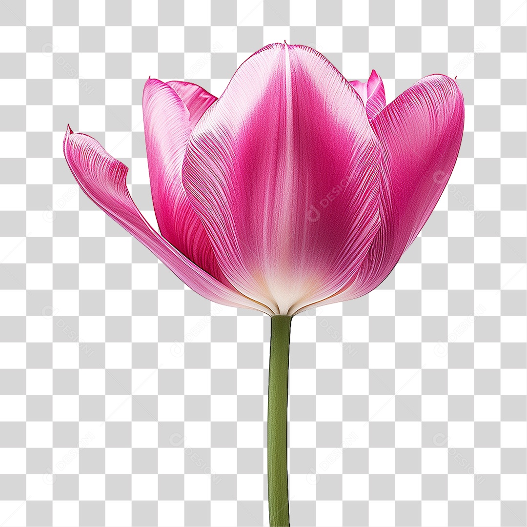 Flores Rosas Plantas PNG Transparente