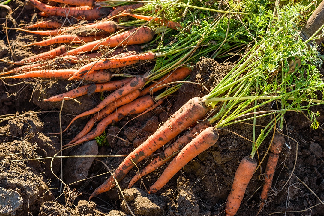 Cenouras recentemente colhidas na horta orgânica, colheita no outono