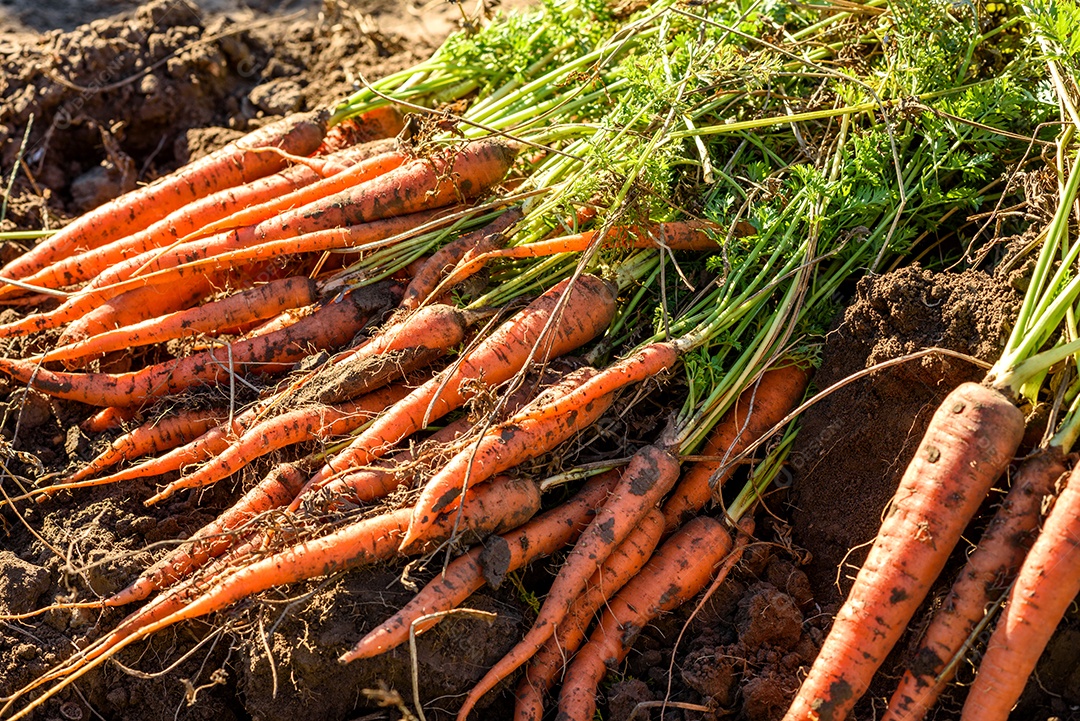 Cenouras recentemente colhidas na horta orgânica, colheita no outono