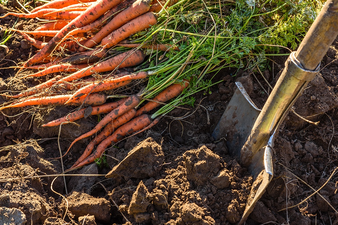 Cenouras recentemente colhidas na horta orgânica, colheita no outono