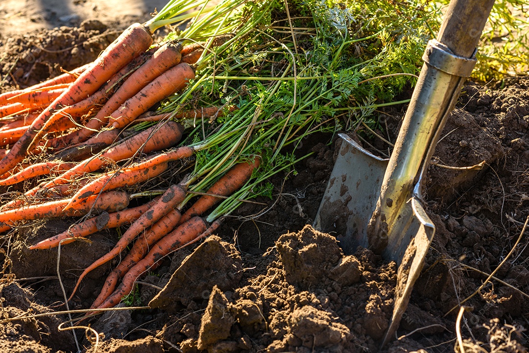 Cenouras recentemente colhidas na horta orgânica, colheita no outono
