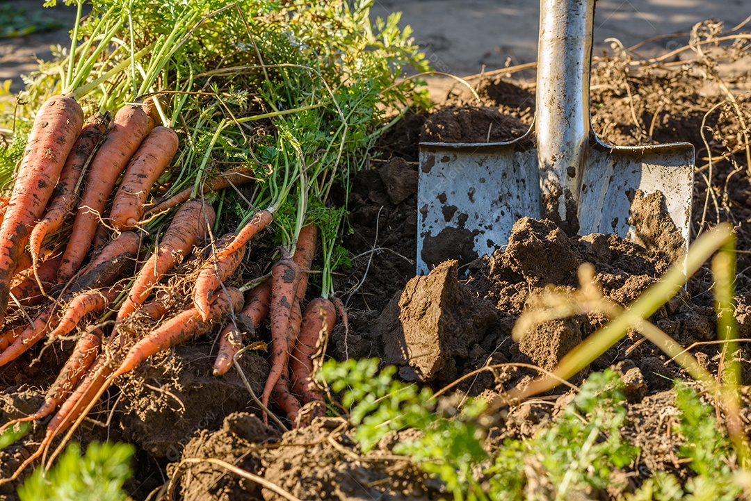 Cenouras recentemente colhidas na horta orgânica, colheita no outono