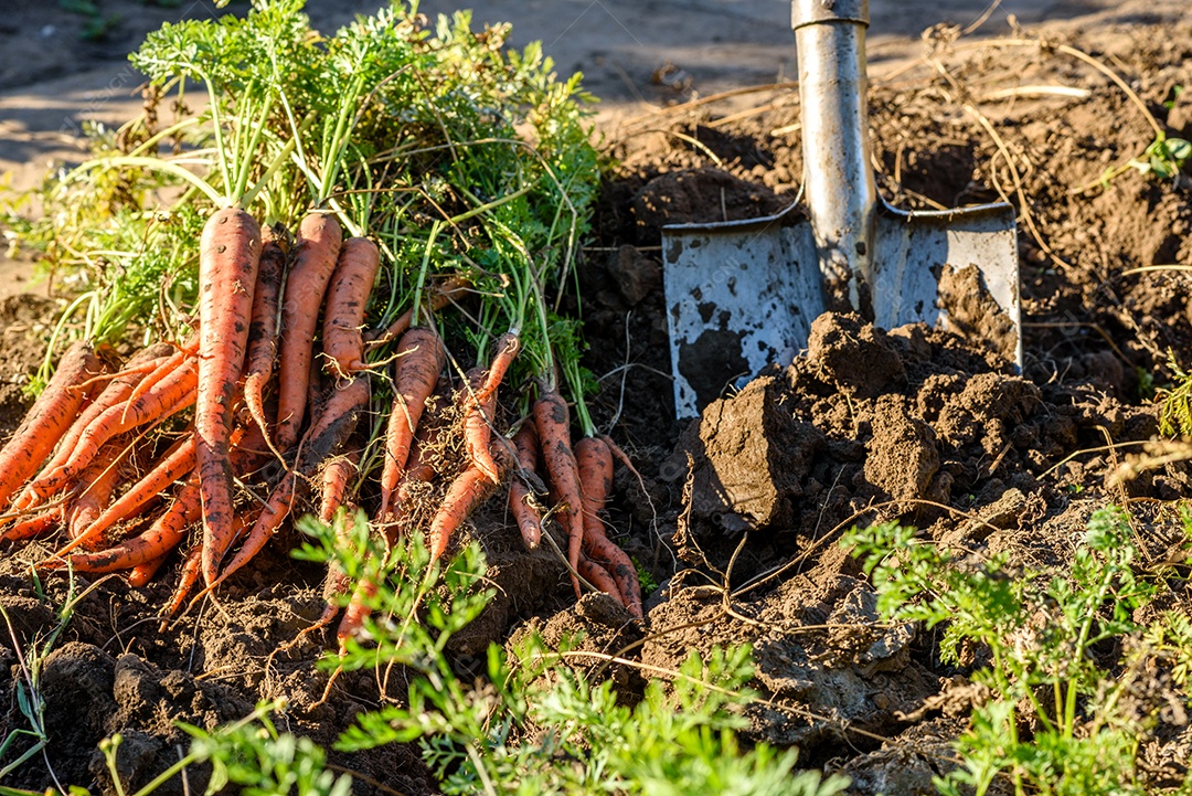 Cenouras recentemente colhidas na horta orgânica, colheita no outono