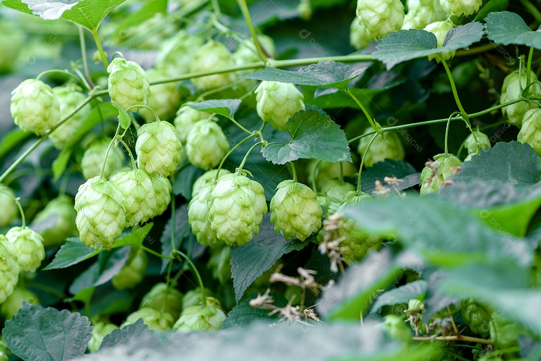 Cones de lúpulo verde fresco para fazer cerveja e pão, fundo agrícola em tons azuis