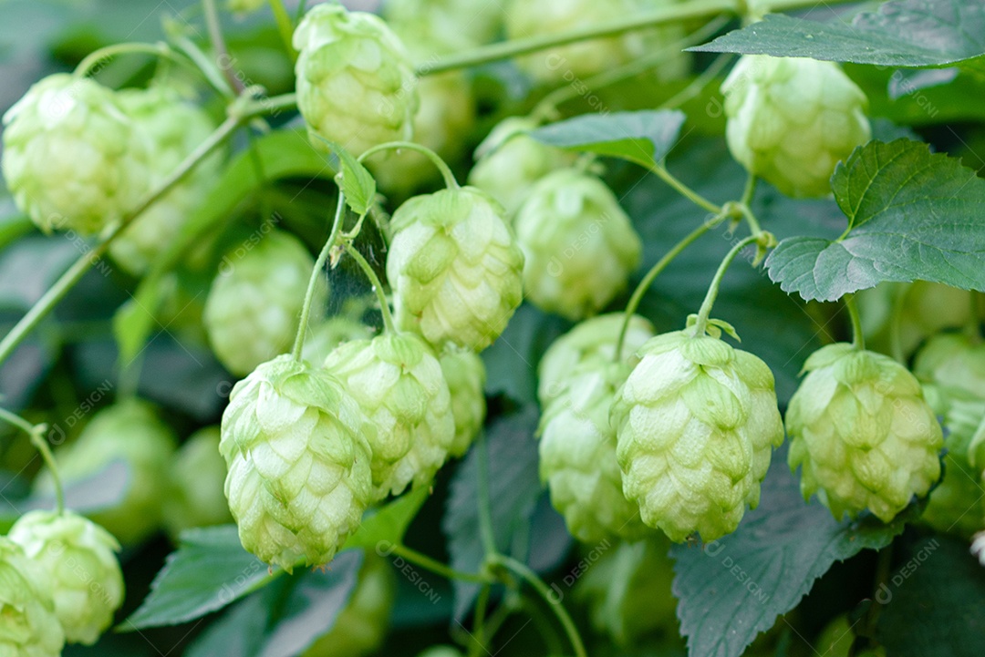 Cones de lúpulo verde fresco para fazer cerveja e pão, fundo agrícola em tons azuis