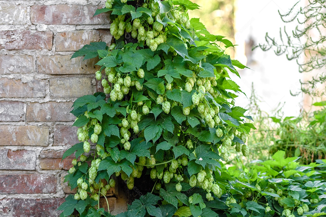 Cones de lúpulo verde fresco para fazer cerveja e pão, fundo agrícola em tons azuis