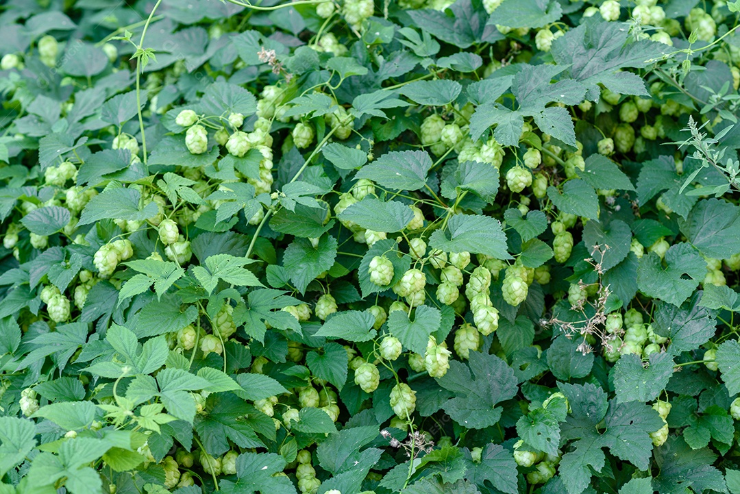 Cones de lúpulo verde fresco para fazer cerveja e pão, fundo agrícola em tons azuis