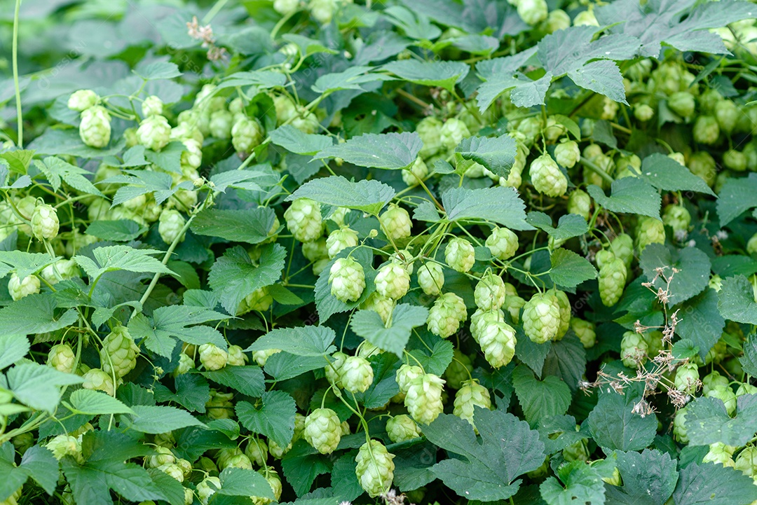 Cones de lúpulo verde fresco para fazer cerveja e pão, fundo agrícola em tons azuis