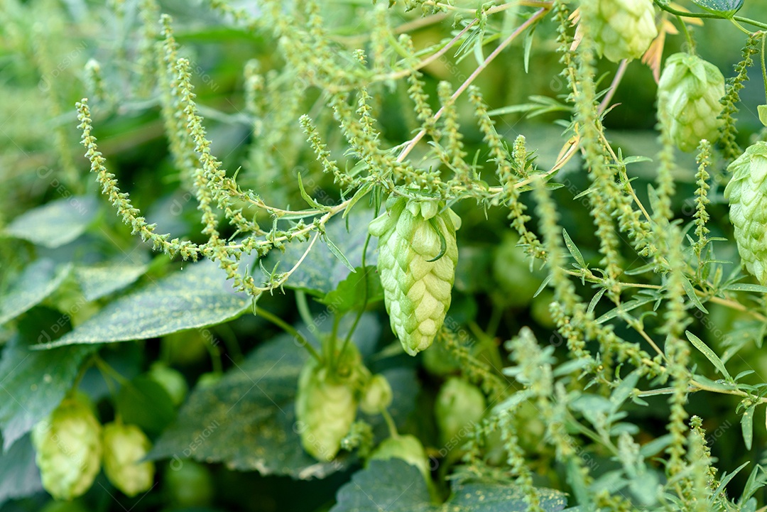 Cones de lúpulo verde fresco para fazer cerveja e pão, fundo agrícola em tons azuis