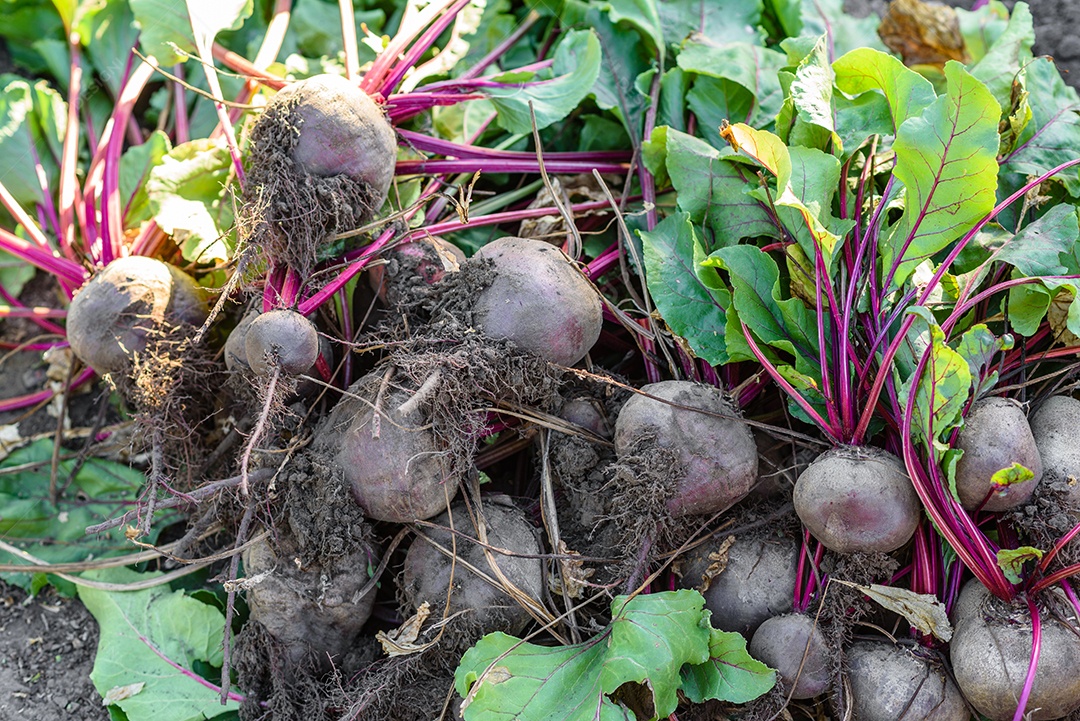 Beterrabas recentemente colhidas na horta orgânica, colheita no outono