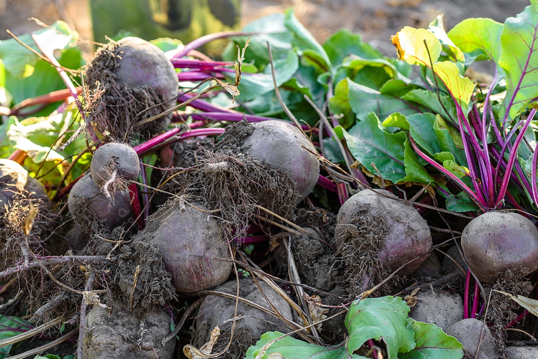 Beterrabas recentemente colhidas na horta orgânica, colheita no outono