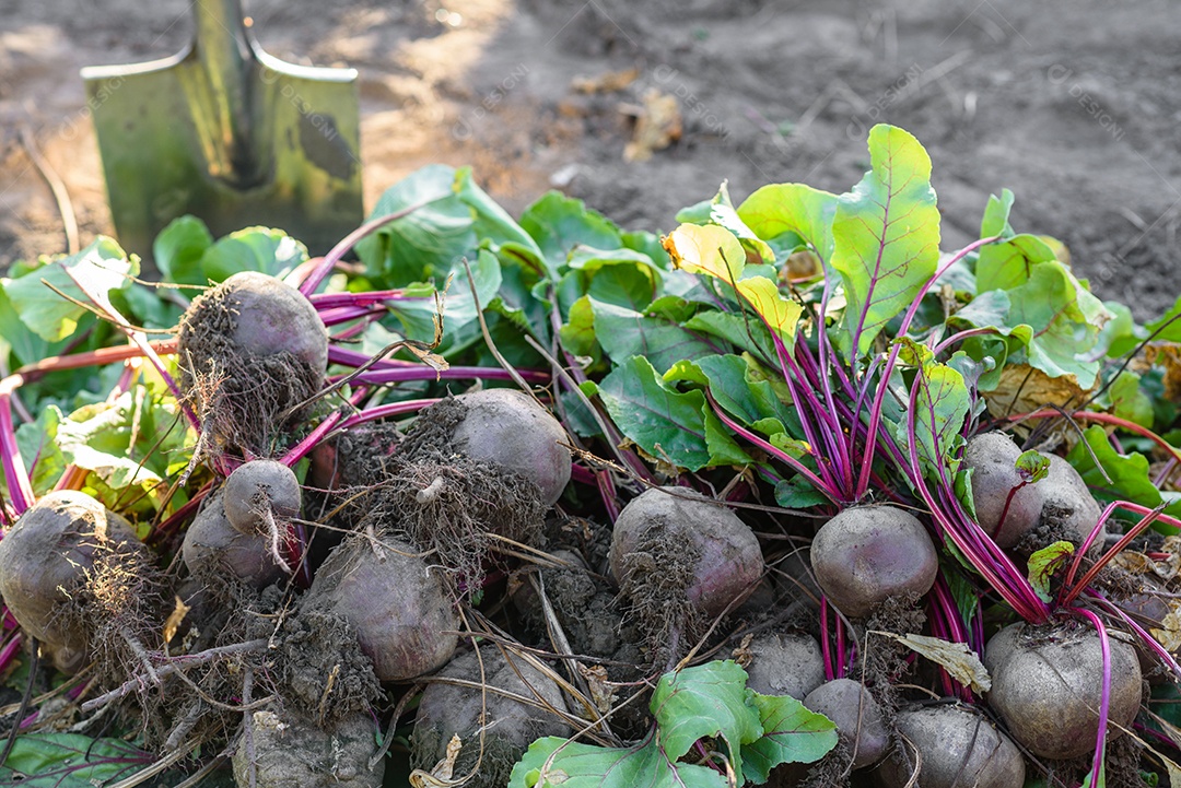 Beterrabas recentemente colhidas na horta orgânica, colheita no outono