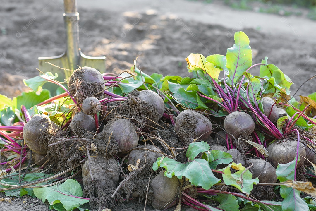 Beterrabas recentemente colhidas na horta orgânica, colheita no outono