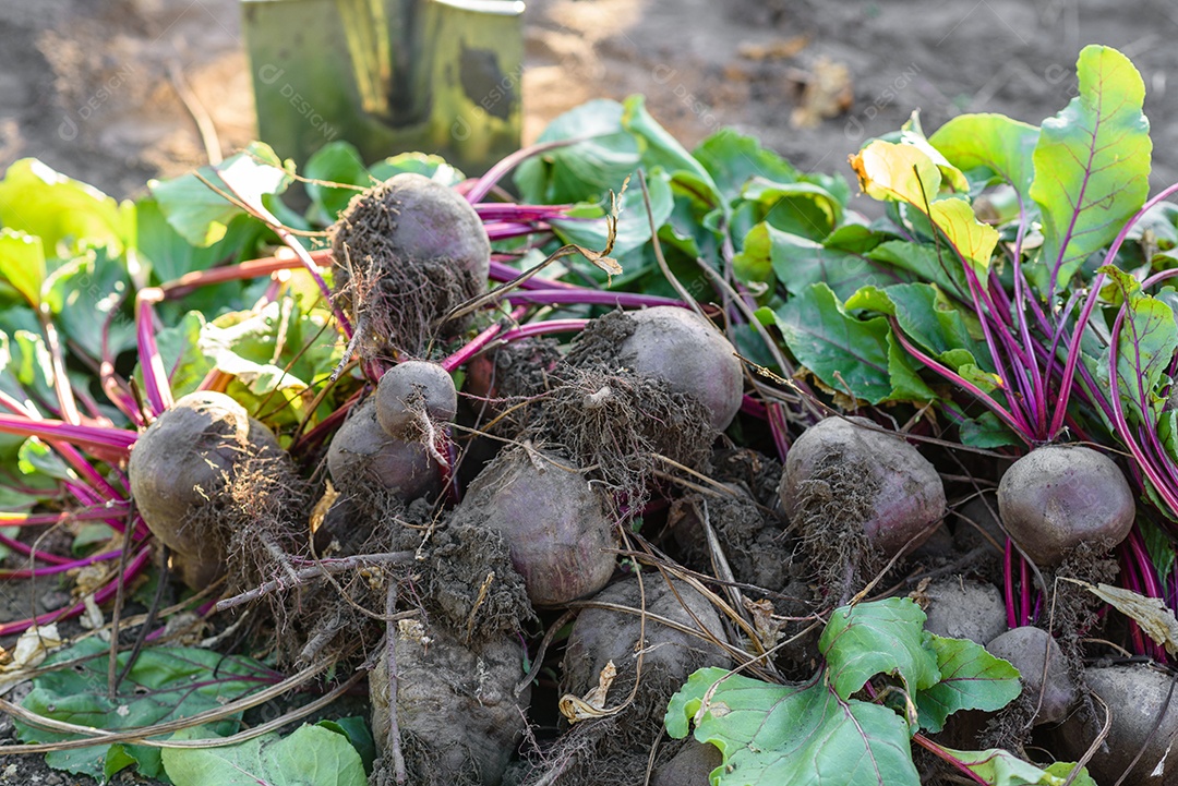 Beterrabas recentemente colhidas na horta orgânica, colheita no outono