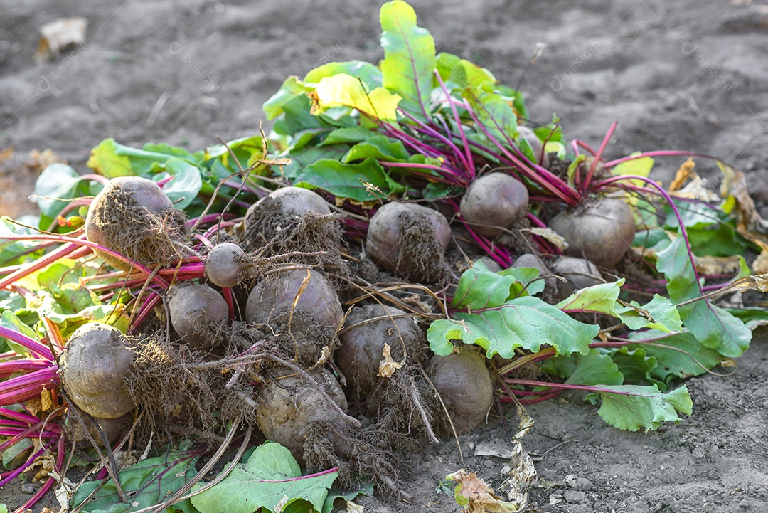 Beterrabas recentemente colhidas na horta orgânica, colheita no outono