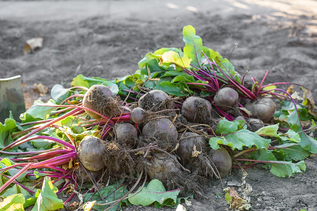 Beterrabas recentemente colhidas na horta orgânica, colheita no outono