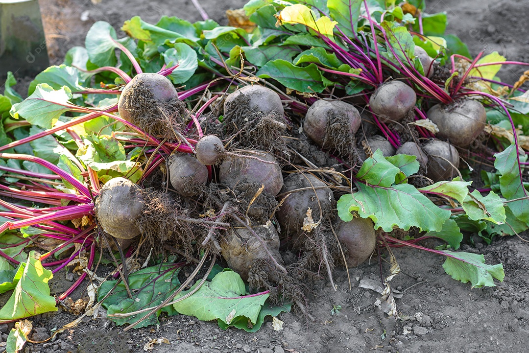 Figos maduros frescos na mesa escura. Fruta de figo mediterrânea saudável. Figos frescos em fundo preto