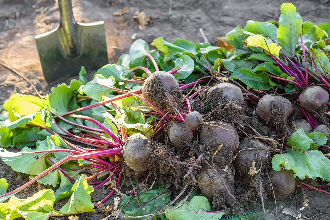 Beterrabas recentemente colhidas na horta orgânica, colheita no outono
