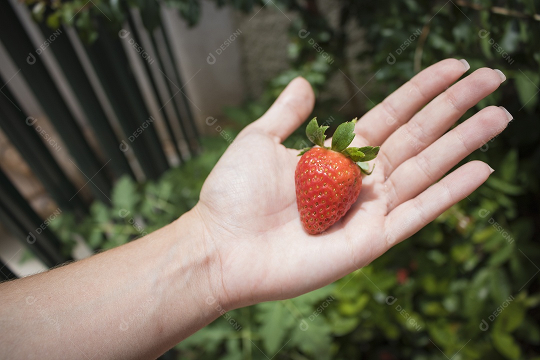 Plantação caseira, segurando um morango no jardim.