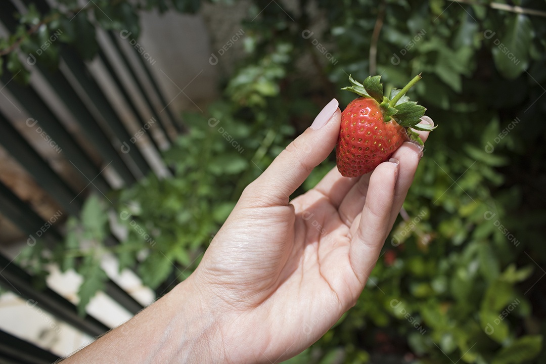 Plantação caseira, segurando um morango no jardim.