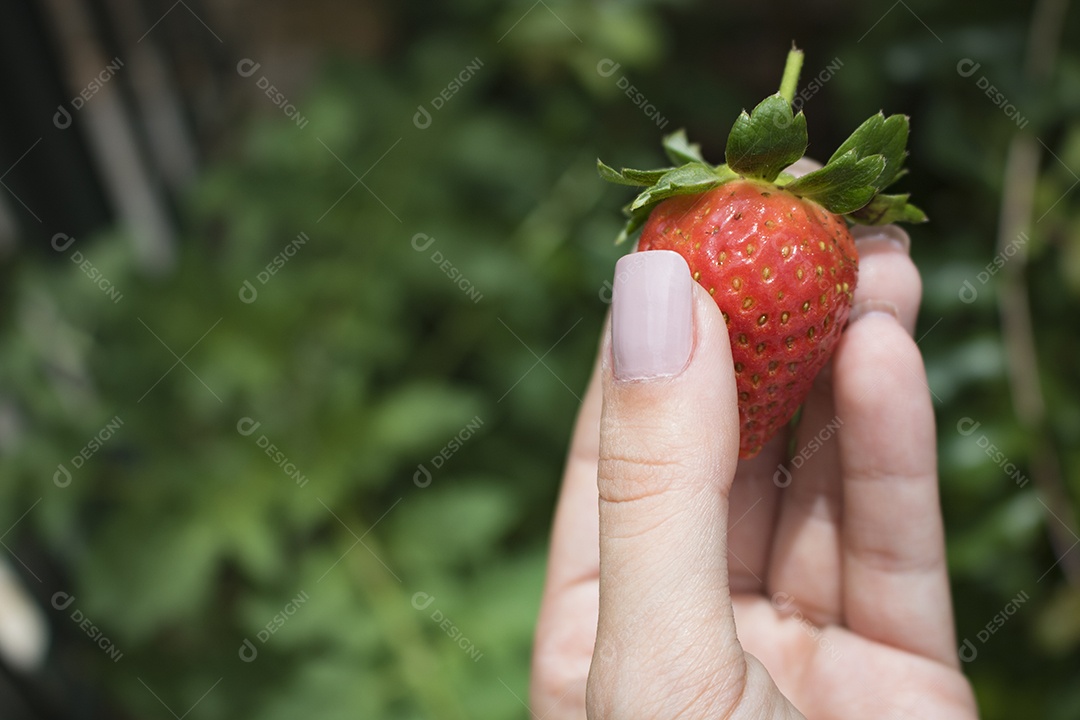 Plantação caseira, segurando um morango no jardim.