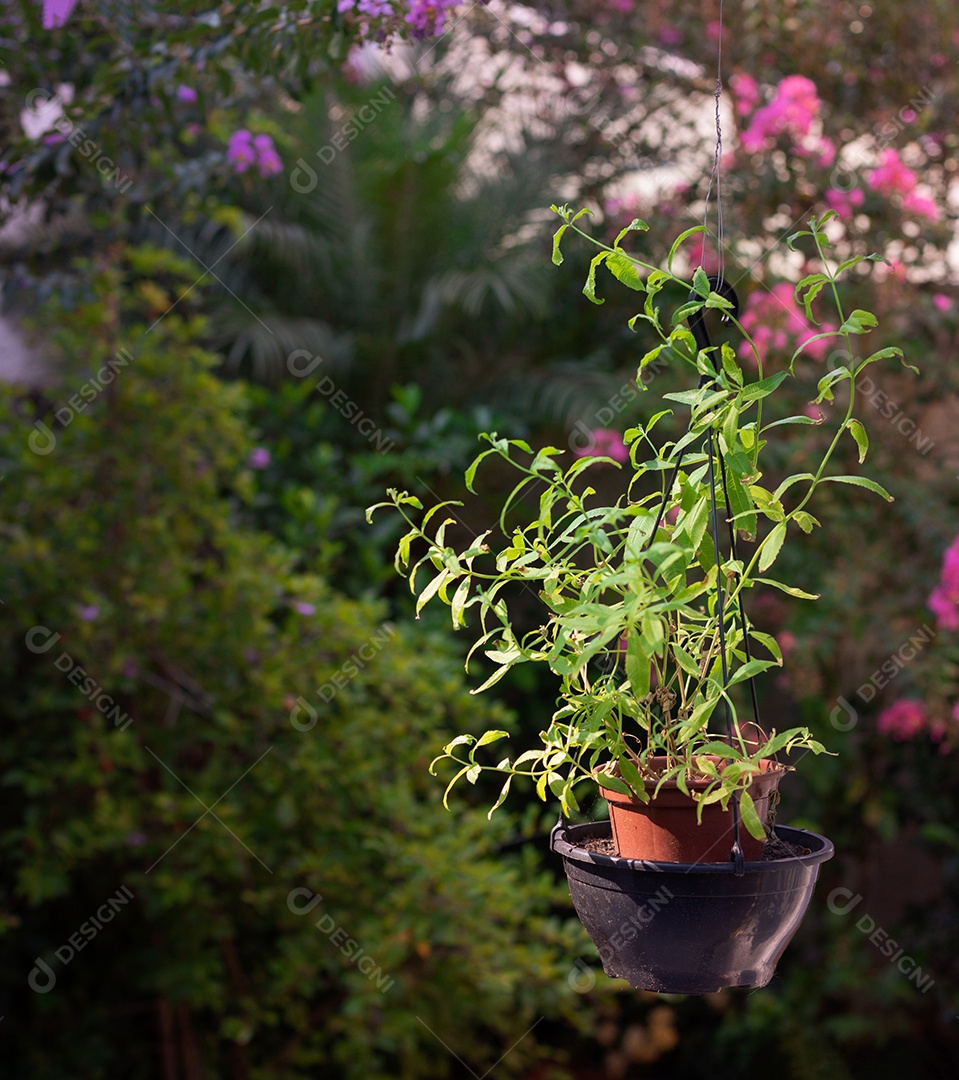 Jardim lindo natural com flores