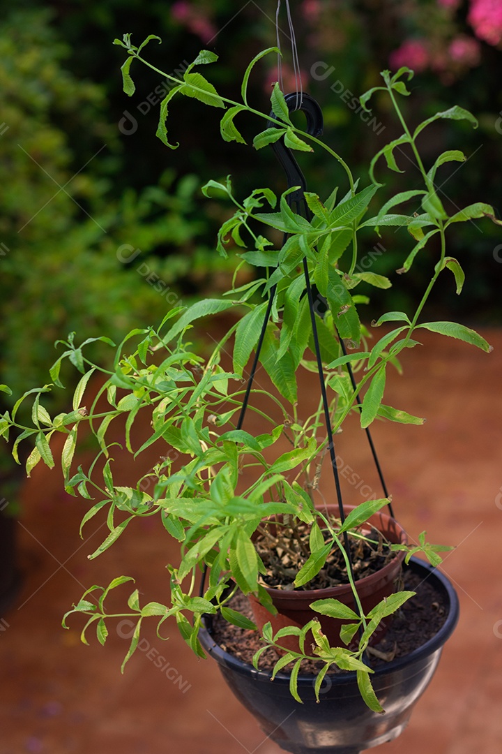 Erva-cidreira no quintal do moderno