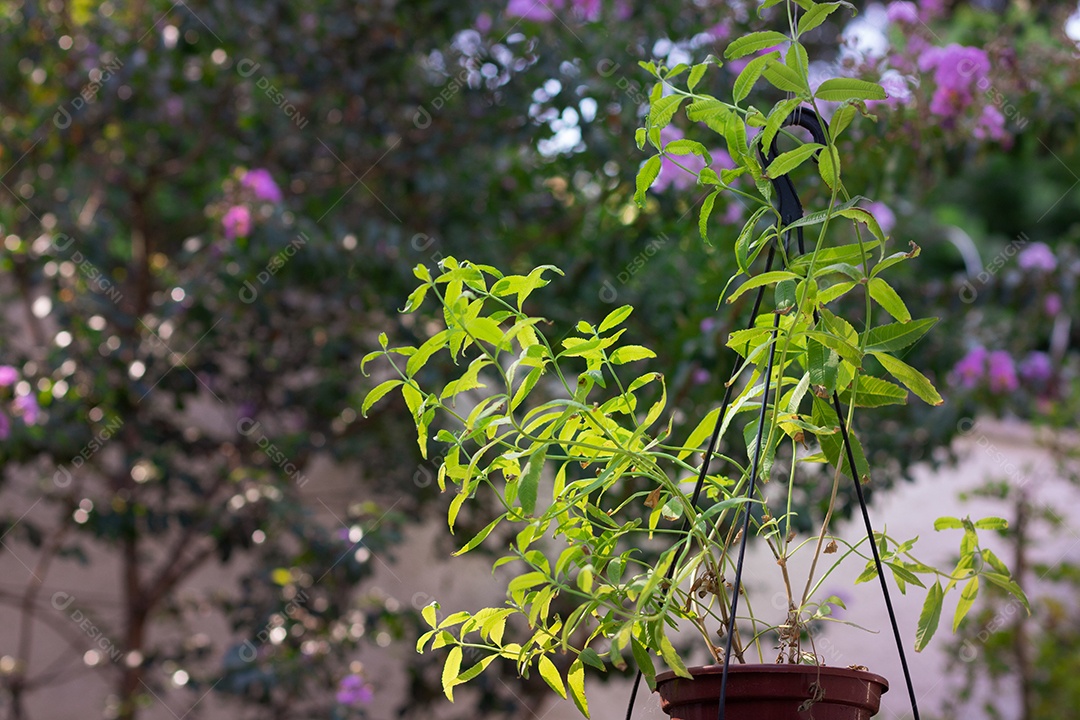 Erva-cidreira no quintal do moderno