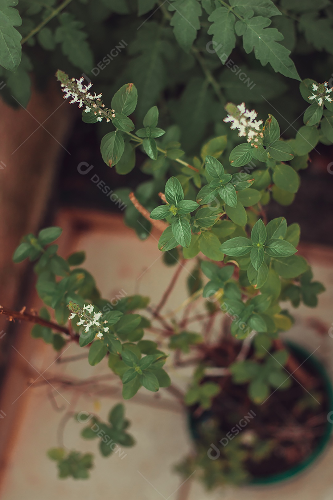 Erva-cidreira no quintal do moderno