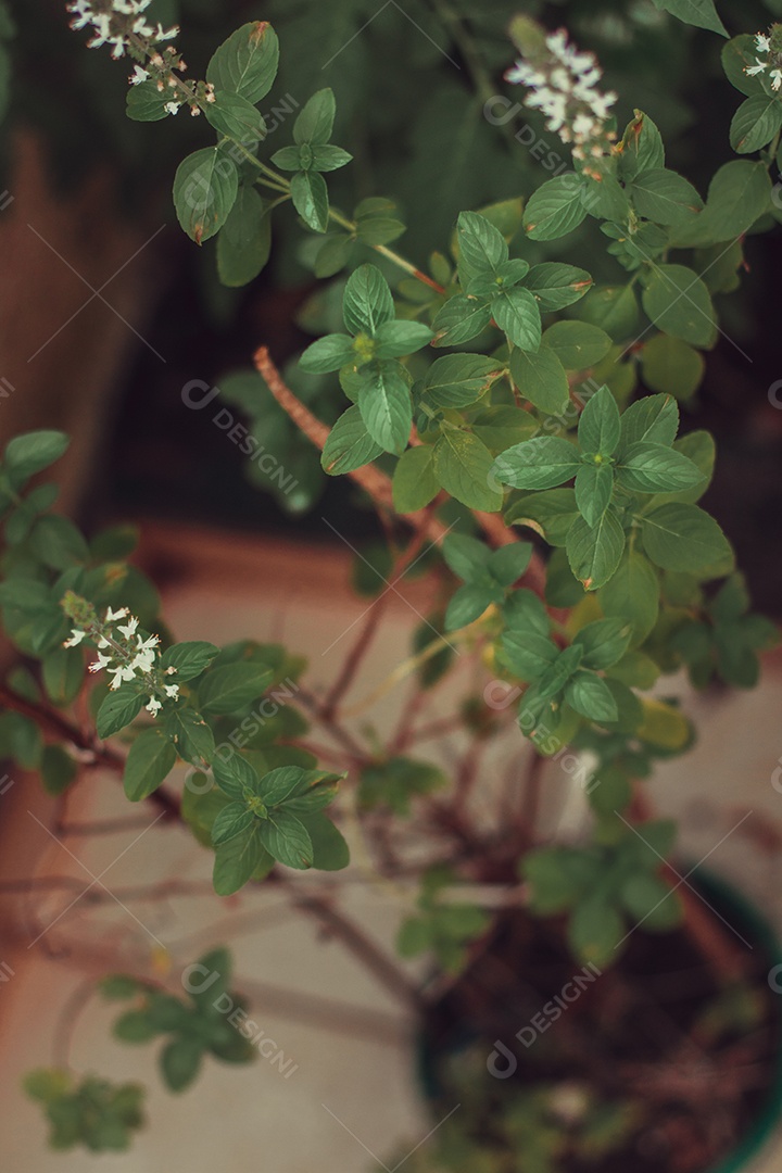 Erva-cidreira no quintal do moderno