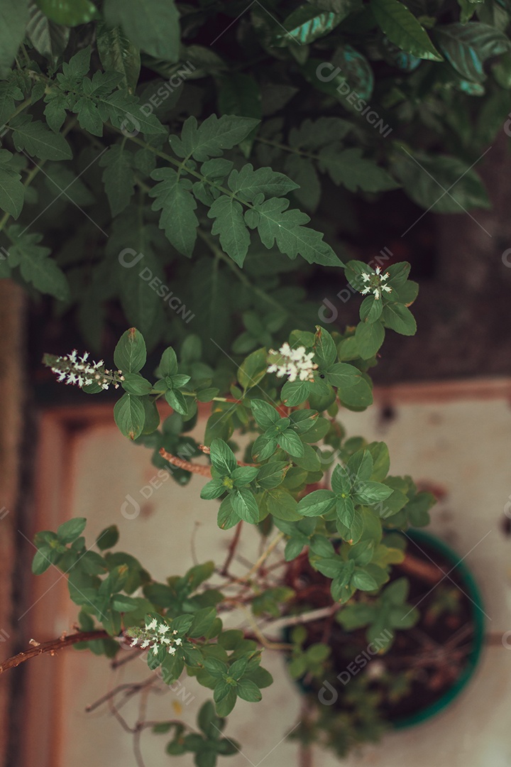 Erva-cidreira no quintal do moderno