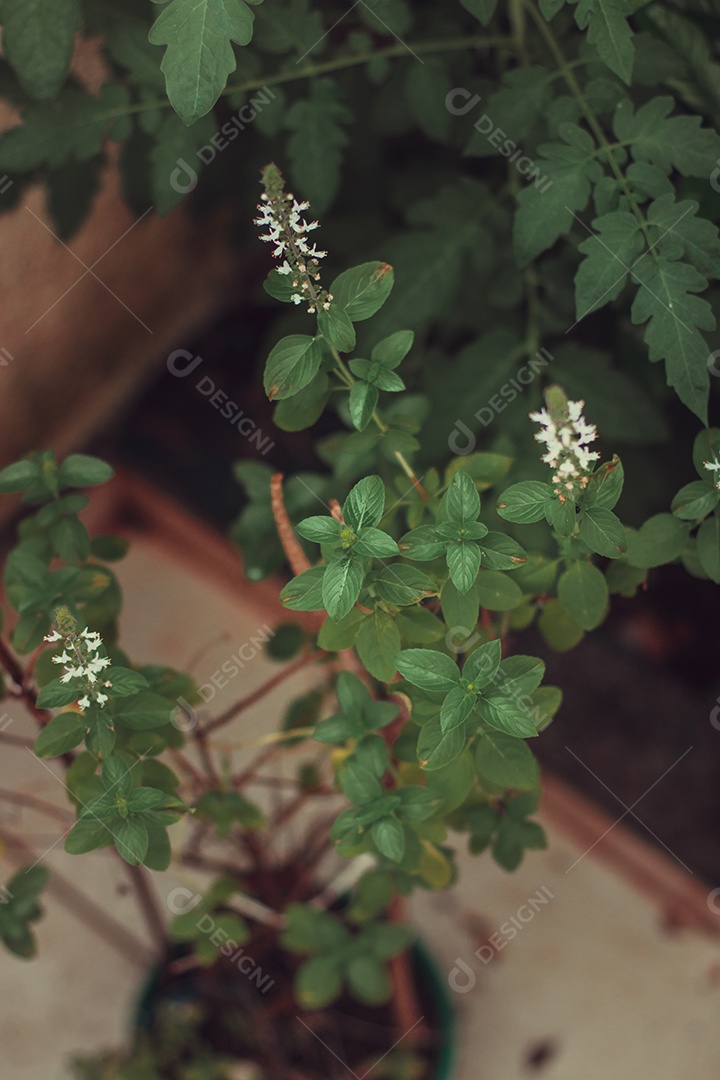 Erva-cidreira no quintal do moderno