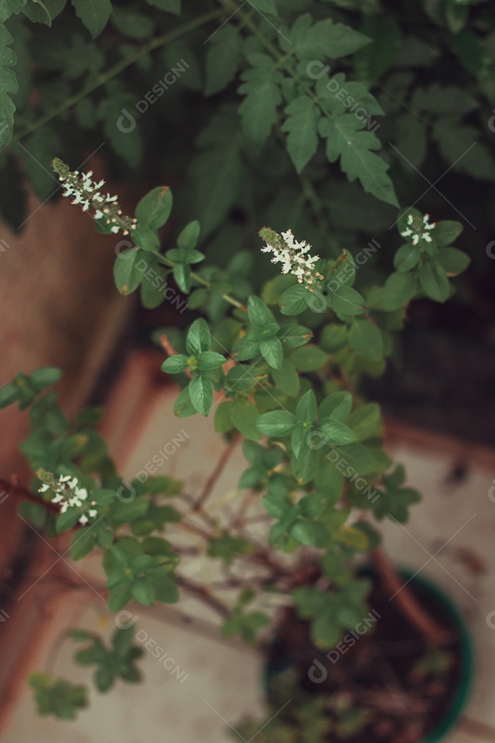 Erva-cidreira no quintal do moderno