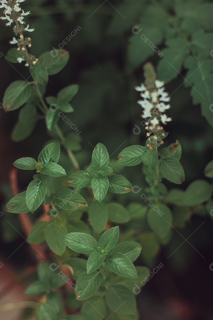 Erva-cidreira no quintal do moderno