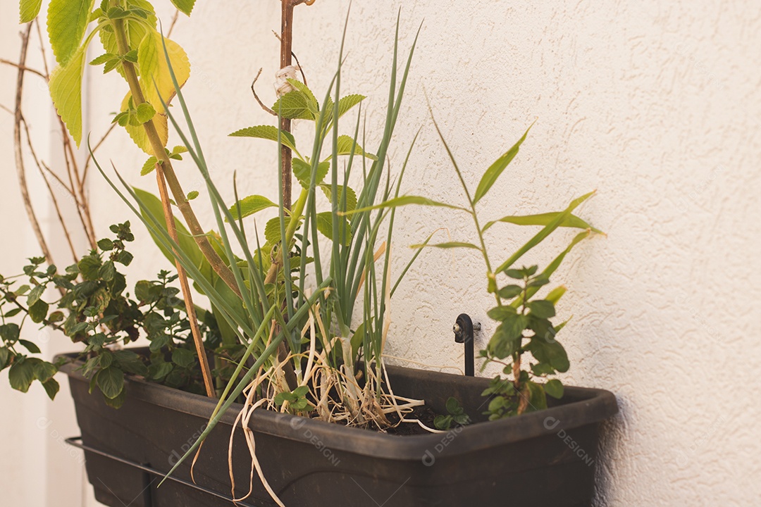 Vaso vertical caseiro para mini horta com cebolinha hortelã mirtilo e manjericão