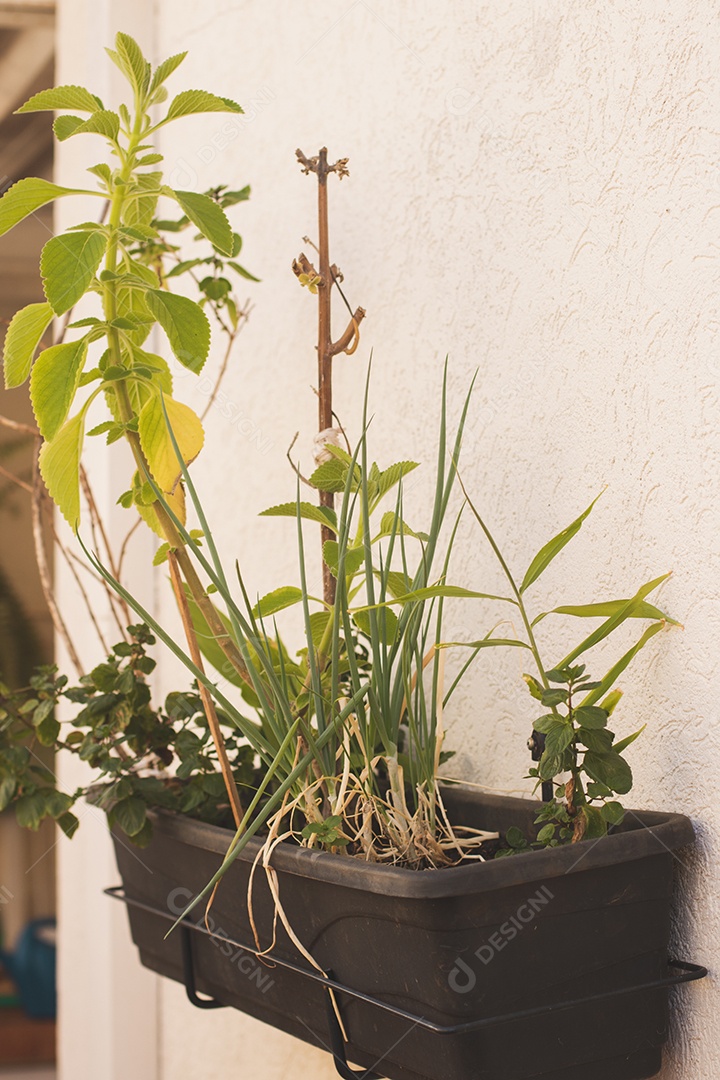 Vaso de jardim vertical caseiro com cebolinha, hortelã, mirtilo, manjericão.