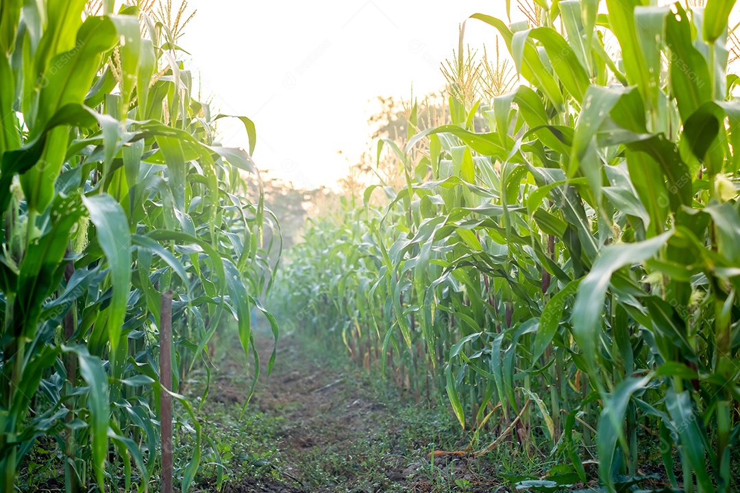 Uma plantação de milho