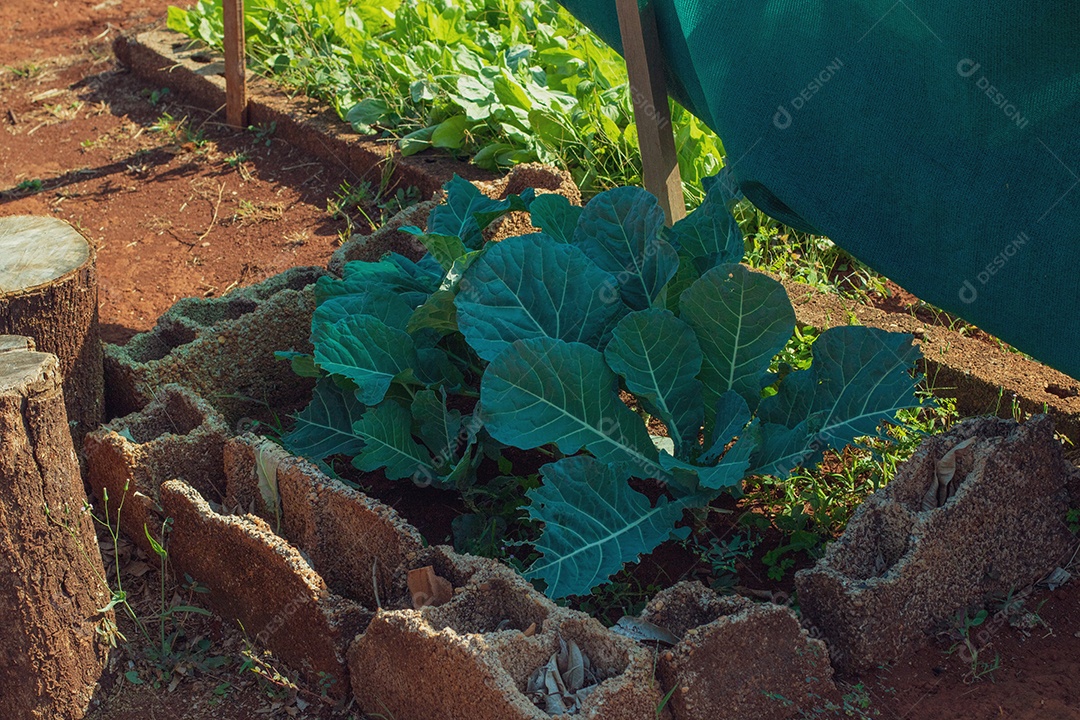 Canteiro de couve natural