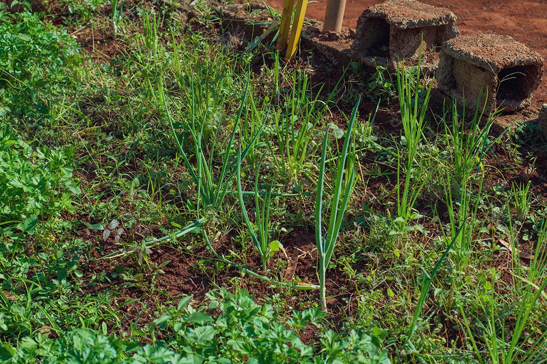 Horta natural de hortaliças