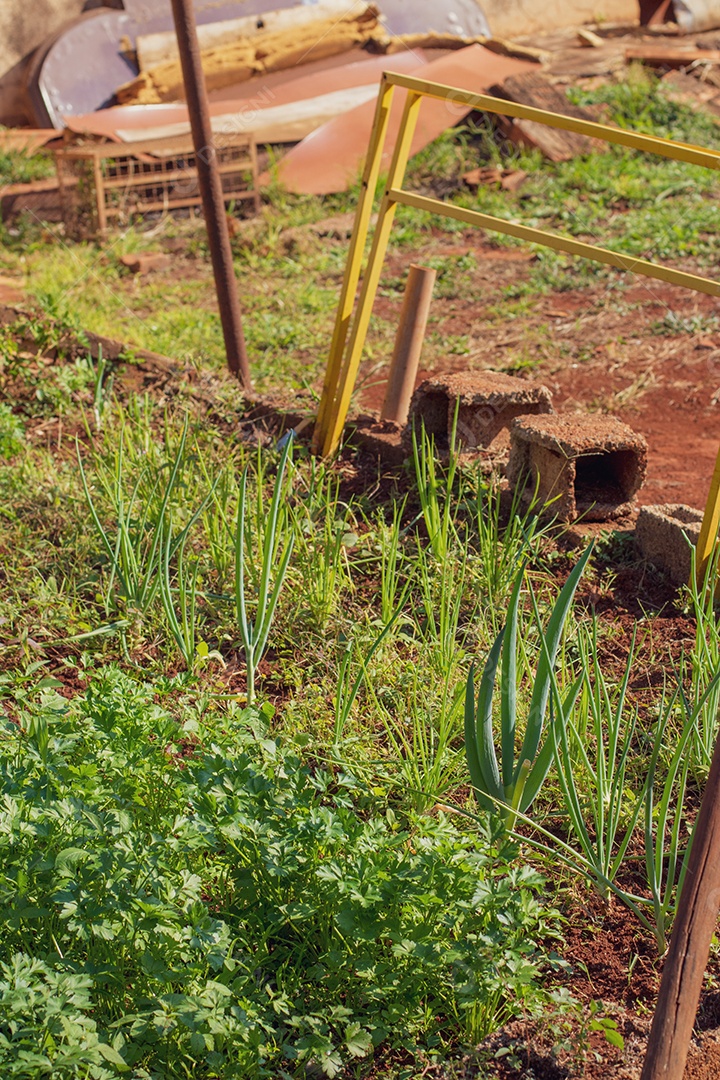 Horta ôrganica bem natural