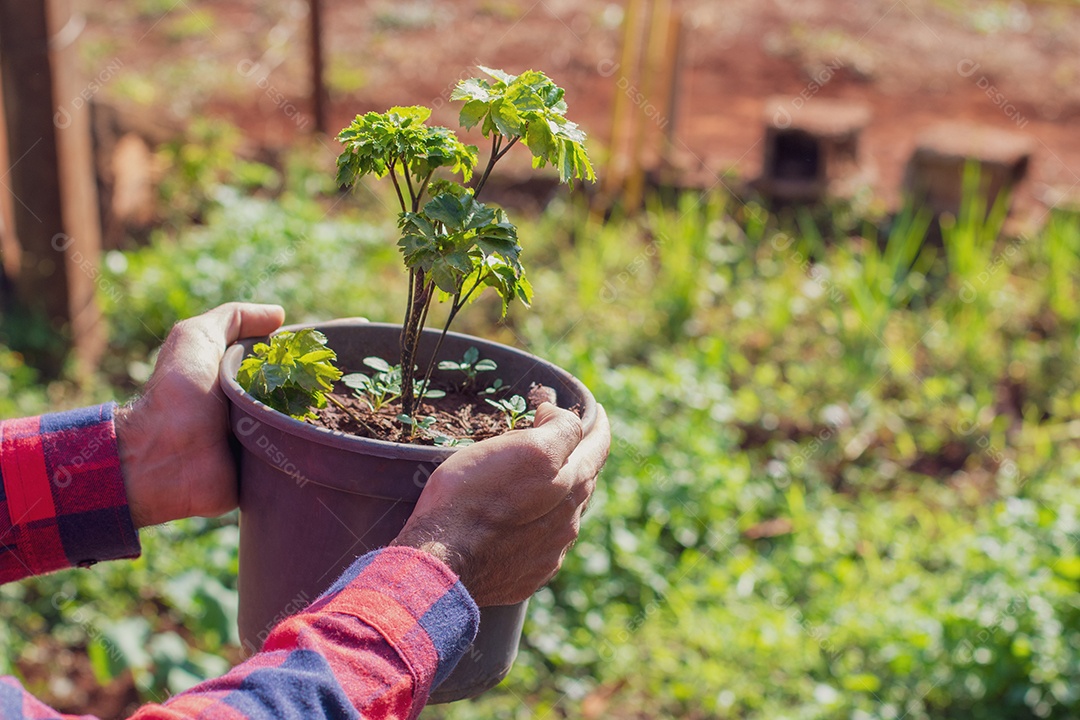 Agricultor segurando vaso com planta polyscias fruticosa em fazenda ao pôr do sol