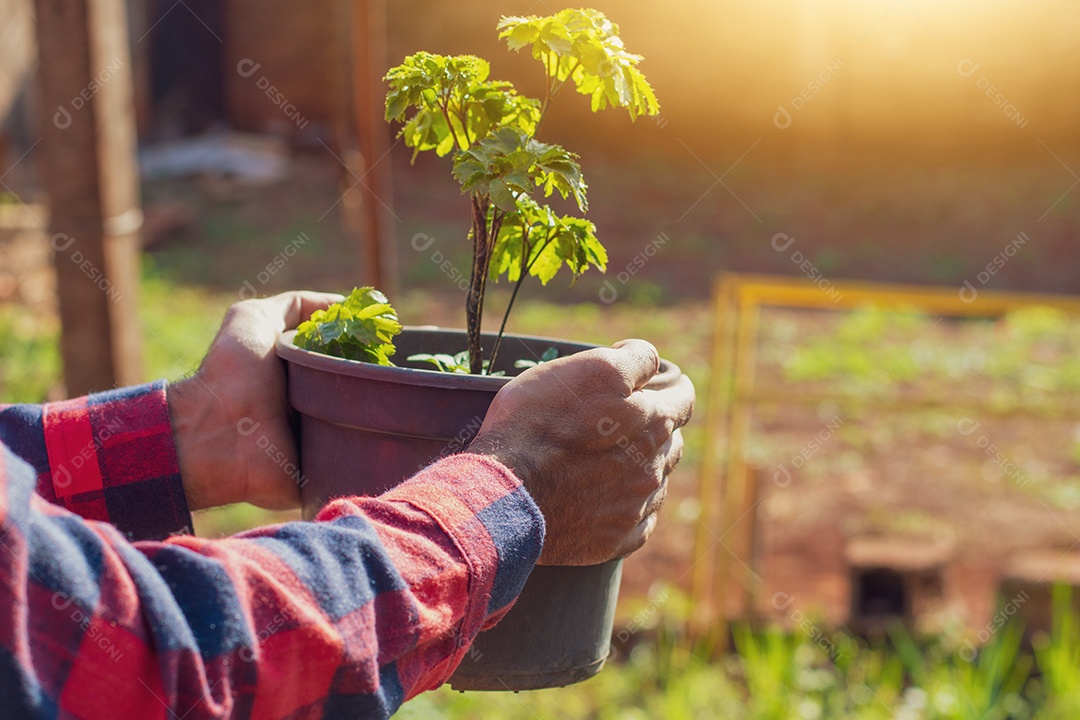 Agricultor segurando vaso com planta polyscias fruticosa na fazenda pôr do sol.