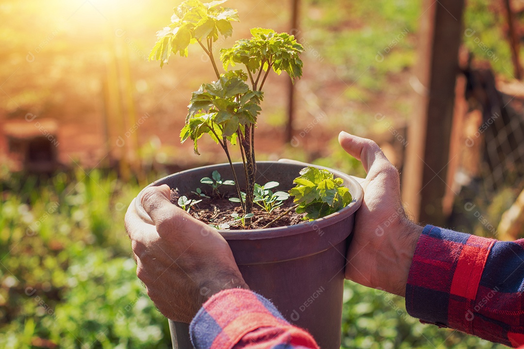 Agricultor segurando vaso com planta polyscias fruticosa na fazenda pôr do sol.