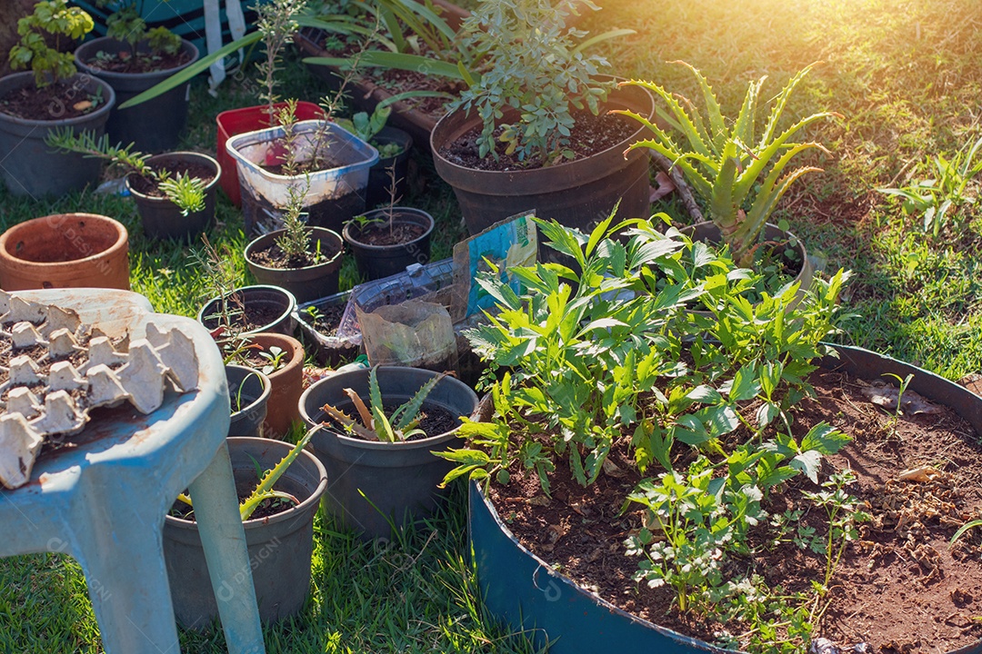 Agricultor segurando vaso com planta polyscias fruticosa na fazenda pôr do sol.