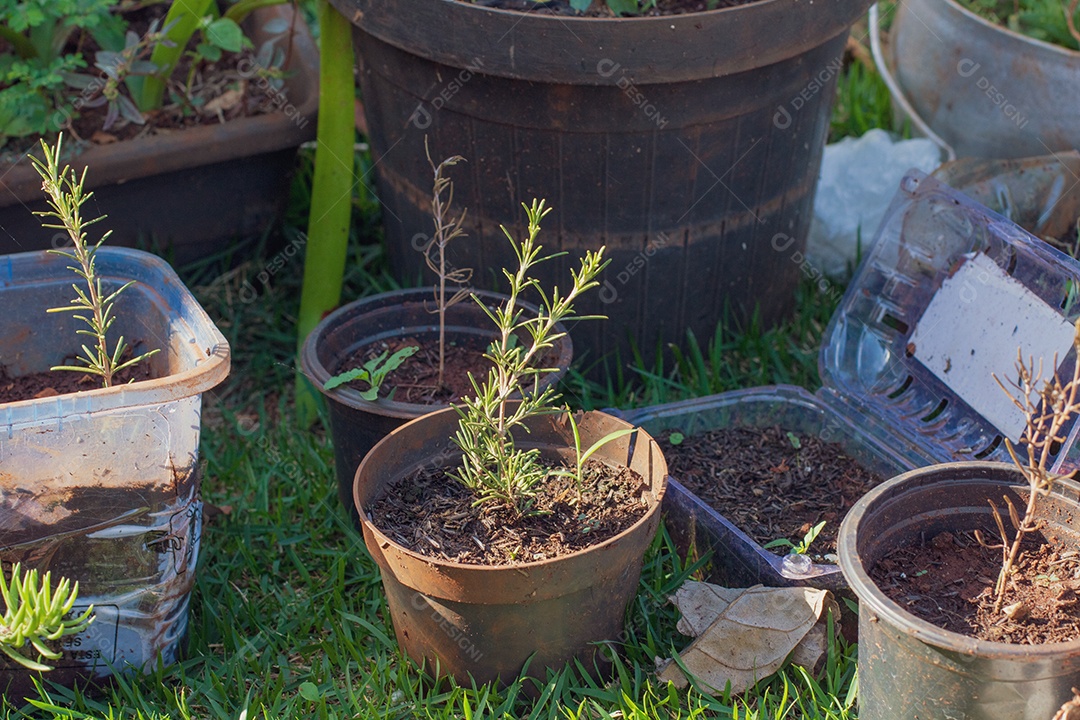 Agricultor segurando vaso com planta polyscias fruticosa na fazenda pôr do sol.