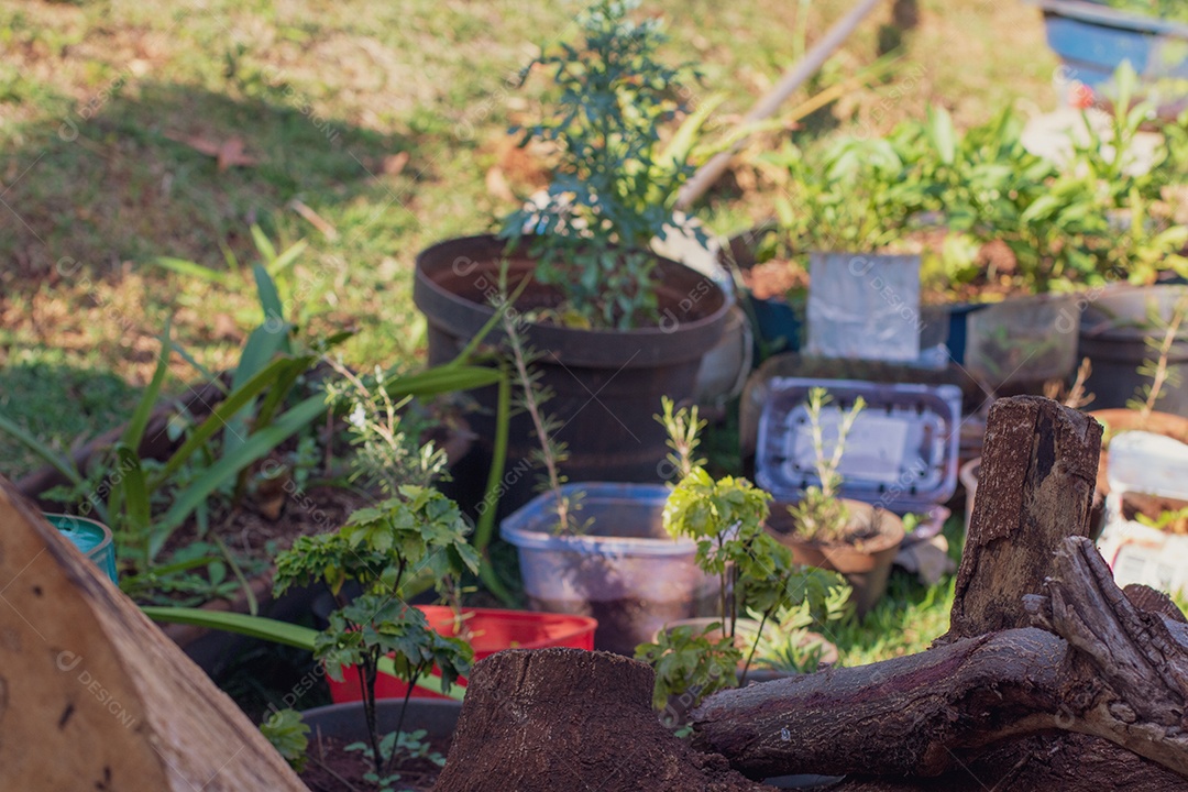 Horta rural pequena e pobre, feita em casa, com ervas e folhas de material reciclável.